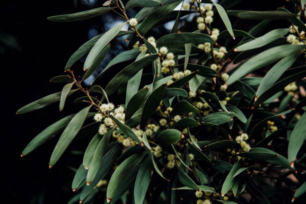 istock Olive tree blossom in early spring, Italy 921626926