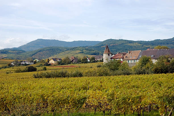 uva viñedos en otoño de alsacia, francia - koenigsburg fotografías e imágenes de stock