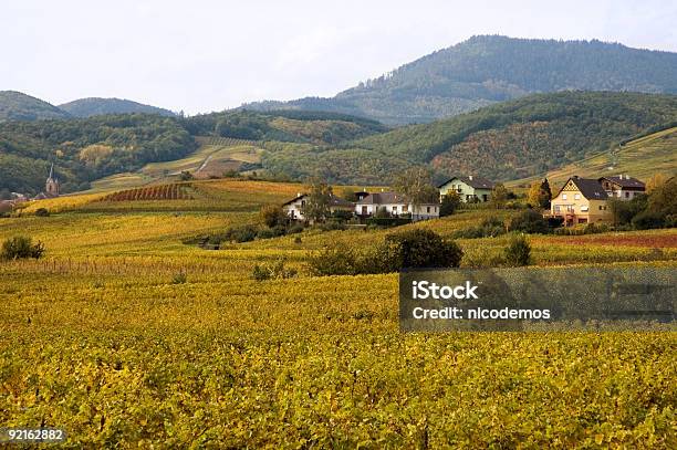 Foto de Alsácia Vinhedos e mais fotos de stock de Ajardinado - Ajardinado, Alsácia, Arbusto