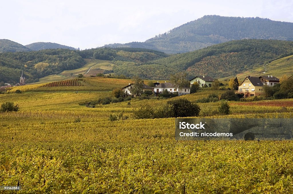 Эльзас виноградники - Стоковые фото Без людей роялти-фри