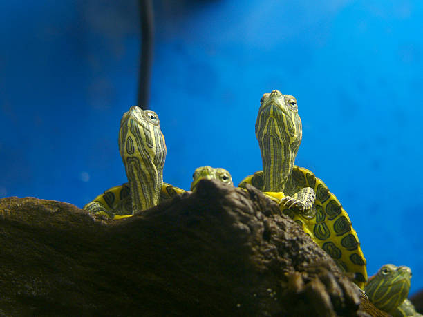 Turtles warming themselves under lamp stock photo