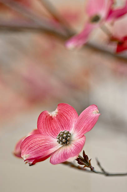 beautiful Dogwood Blossoms with copyspace stock photo