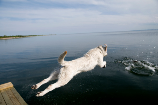 Beautiful dog laying in water, cooling of. Dogs concept
