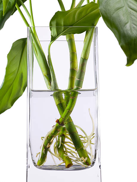 istock Green leaves in vase. 92163491