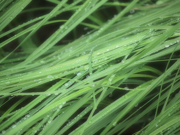Raindrops on Blades of Grass stock photo
