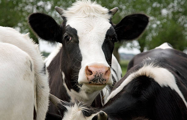 istock Close-up of young black and white cow 92163517