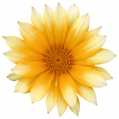 Beautiful Yellow Dahlia Flower Isolated on White Background with clipping path. Beautiful Flower with Yellow petals isolated on white Background.