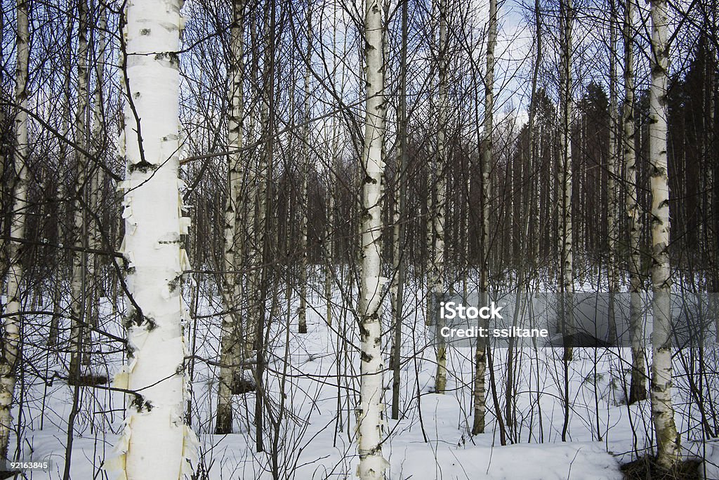 Birch blanc - Photo de Horizontal libre de droits