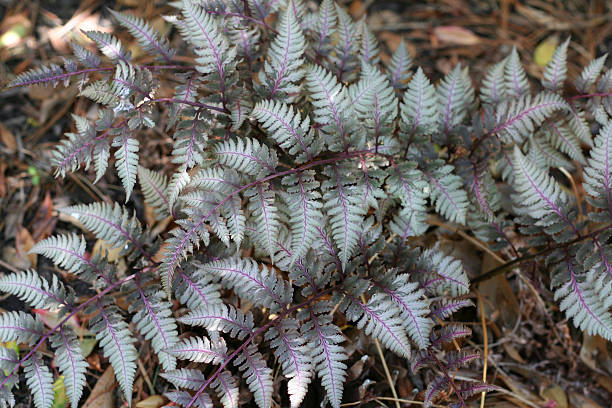 Japanese Painted Fern  polypodiaceae stock pictures, royalty-free photos & images