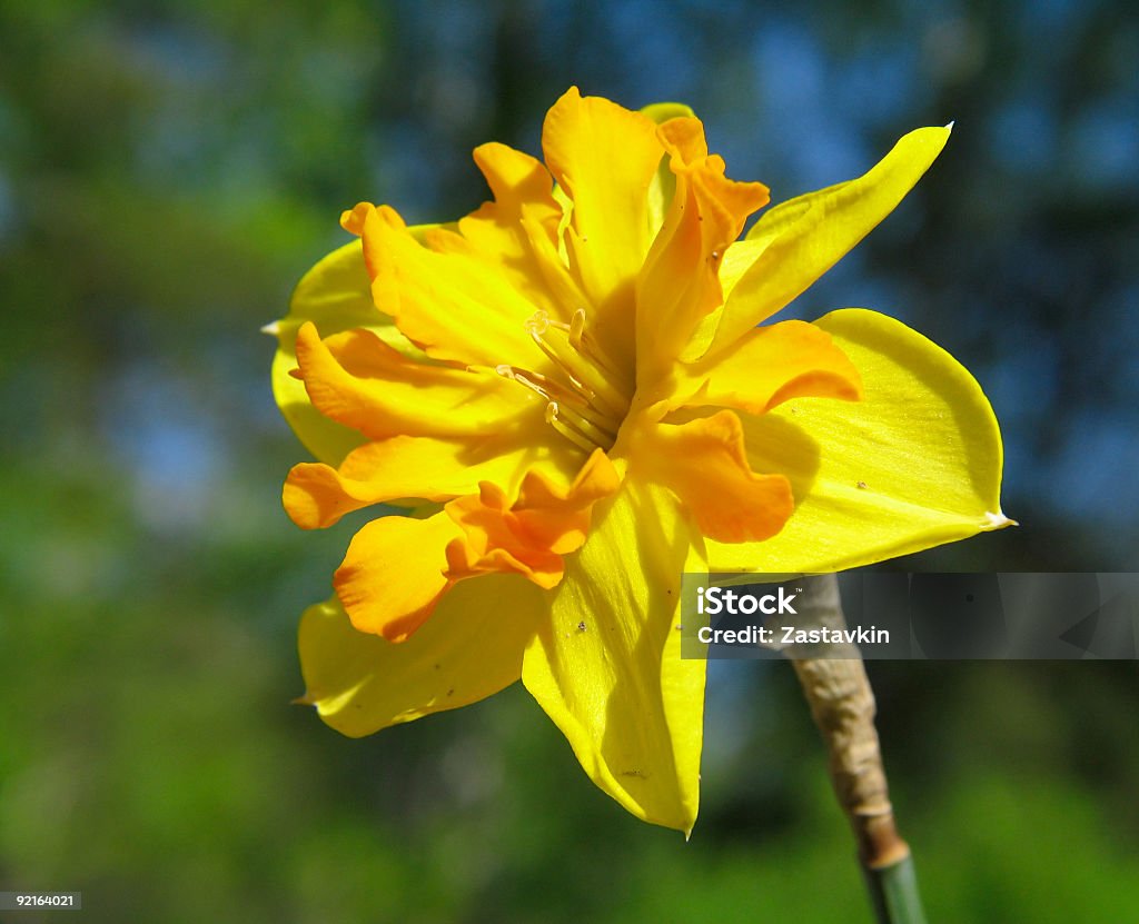 narcisse - Photo de Fleur - Flore libre de droits