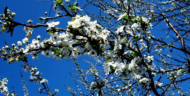 Weiße Blumen im Frühling – Foto