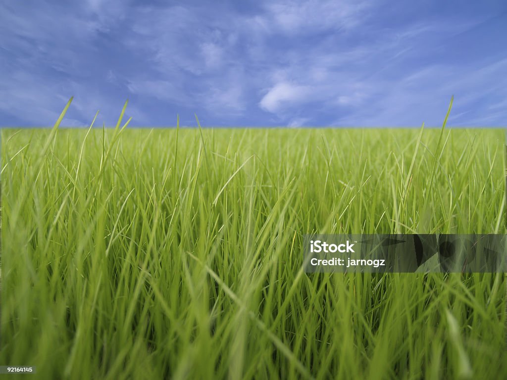 Hierba macro, cielo azul en el fondo - Foto de stock de Aire libre libre de derechos
