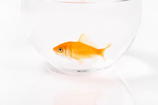 three different goldfishes in a water glass as their house