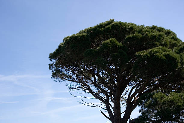 umbrella pine French Riviera - adobe RGB knurl stock pictures, royalty-free photos & images