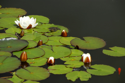 Pond with water lilies,goldfish and frog sitting on a leaf.