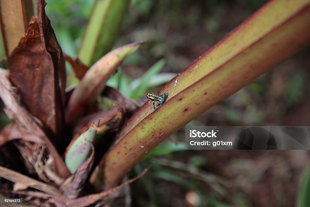 Rana flecha de la selva amazónica toxicología - Foto de stock de Aire libre libre de derechos