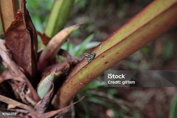 Amazon Selva Pumilio - Fotografias de stock e mais imagens de América do Sul - América do Sul, Animal selvagem, Ao Ar Livre