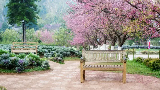 Photo of Cherry blossom garden at Royal Agricultural Station Angkhang.