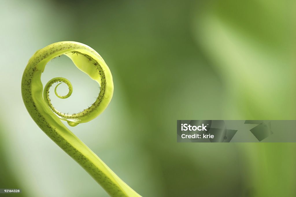 Verde - Foto de stock de Color - Tipo de imagen libre de derechos