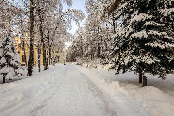 istock Winter park with trees covered with snow. 921643422