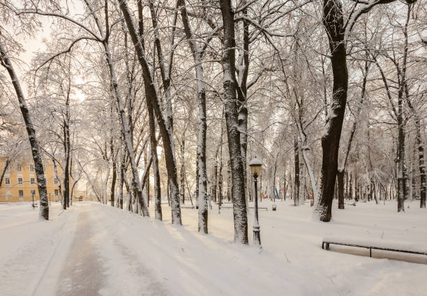 istock Winter park with trees covered with snow. 921643482