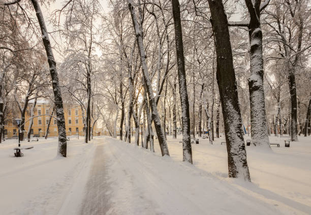 istock Winter park with trees covered with snow. 921643488