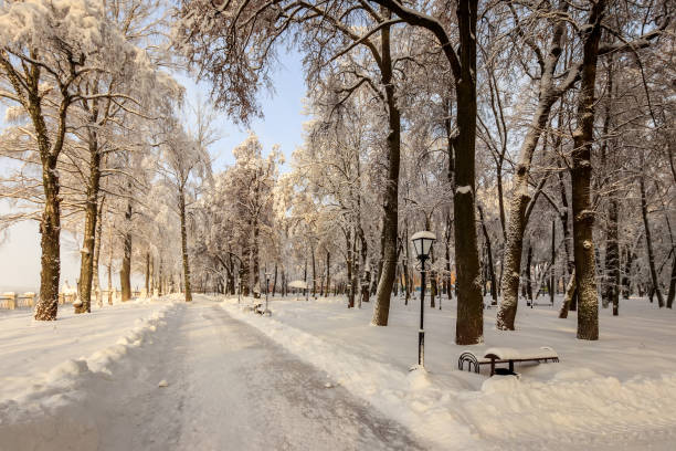 istock Winter park with trees covered with snow. 921643582