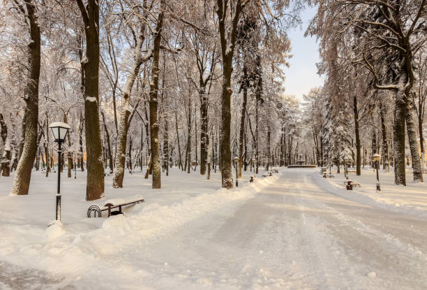 istock Winter park with trees covered with snow. 921643596