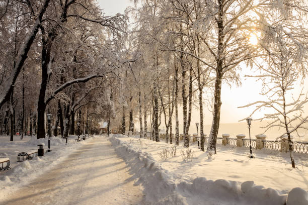 istock Sunrise in winter park with trees covered with snow. 921643628