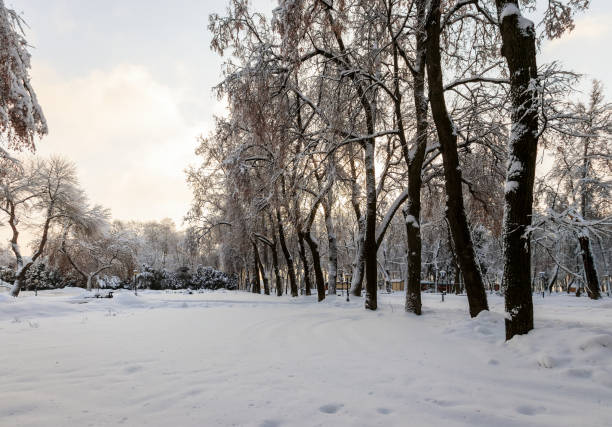 istock Winter park with trees covered with snow. 921643698