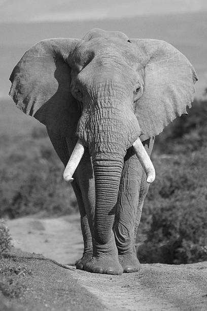 Elephant Portrait stock photo