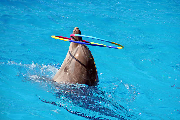 istock Dolphin in pool of circus 92164785