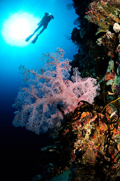 istock Diver and Pink Soft Coral 92164954