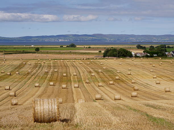 istock Northern Ireland Harvest 92165310