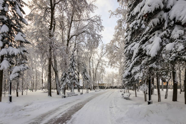 istock Winter park with trees covered with snow. 921653196