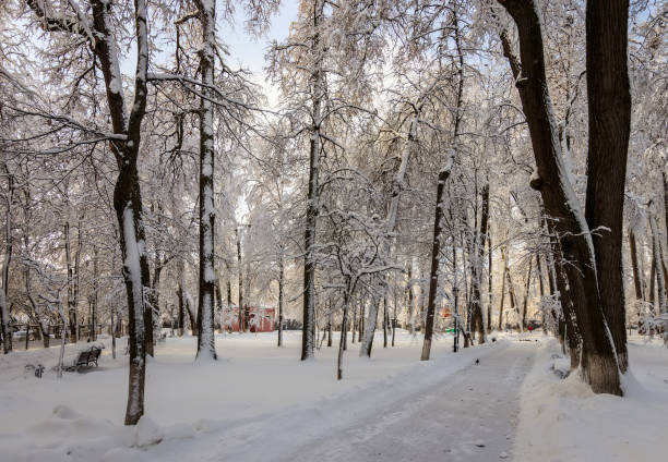 istock Winter park with trees covered with snow. 921653204