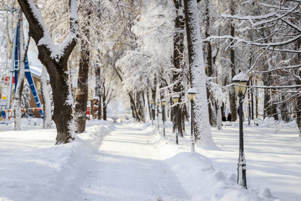 istock Winter park with trees covered with snow. 921653286