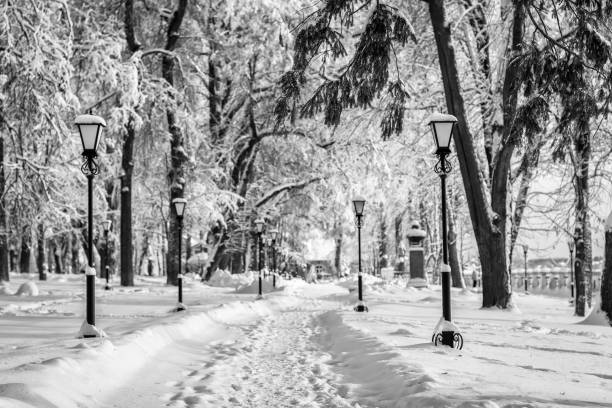 istock Winter park with trees covered with snow. 921653432