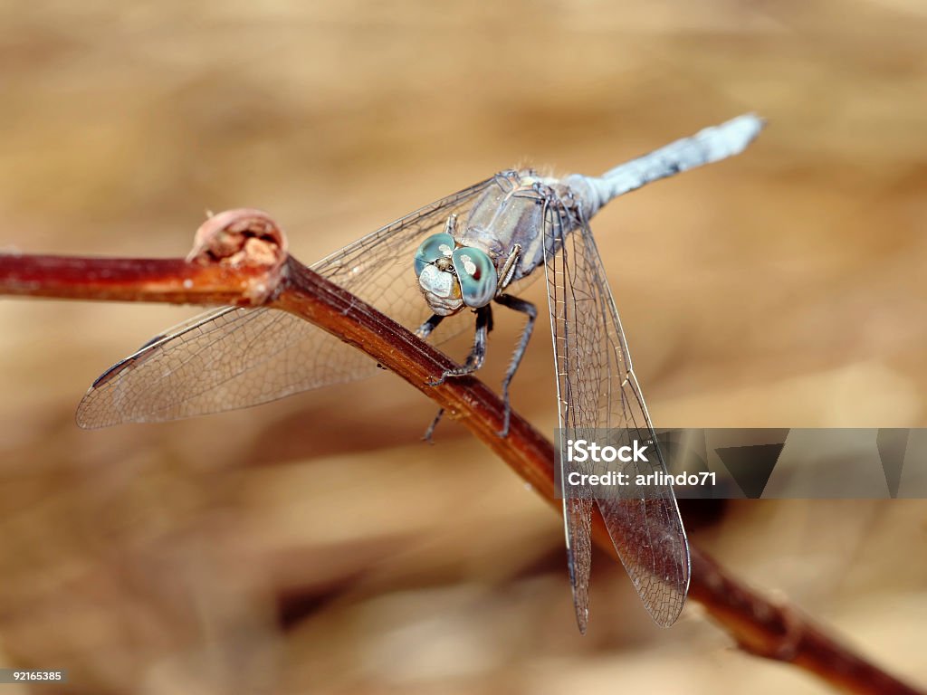 Blu Libellula 05 - Foto stock royalty-free di Acqua