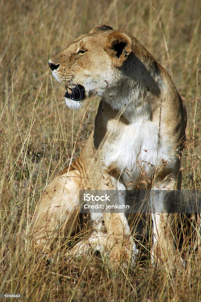 Leonessa dal lato - Foto stock royalty-free di Africa