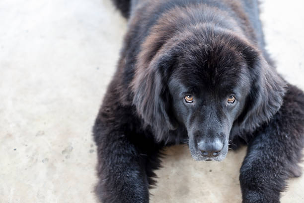 Young beautiful newfoundland dog lies isolated on white background