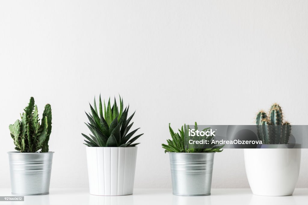 Collection of various cactus and succulent plants in different pots. Potted cactus house plants on white shelf against white wall. Flower Pot Stock Photo