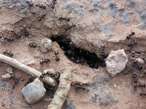 Magnificent photo of a fight between ants and a caterpillar. This macro photography was taken in the nature of Provence.