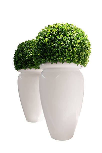 istock Vases with buxus isolated on white background 92166352