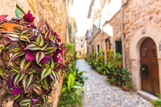 Flowers and a Small street in Valldemossa