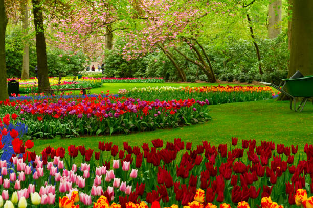 istock fresh lawn with flowers 921664960