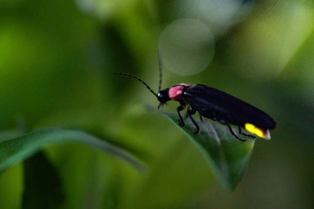 luciole - firefly photos et images de collection