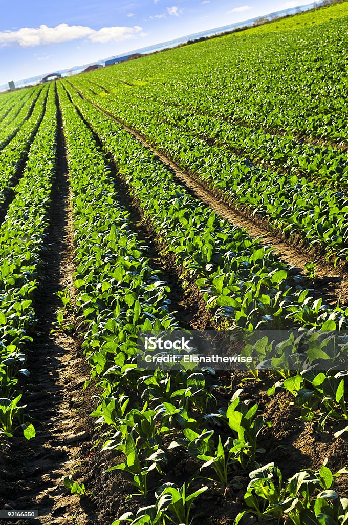 Rows of turnip plants in a field  Agricultural Field Stock Photo