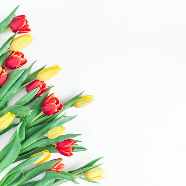 istock Tulip flowers on white background. Flat lay, top view 921667446
