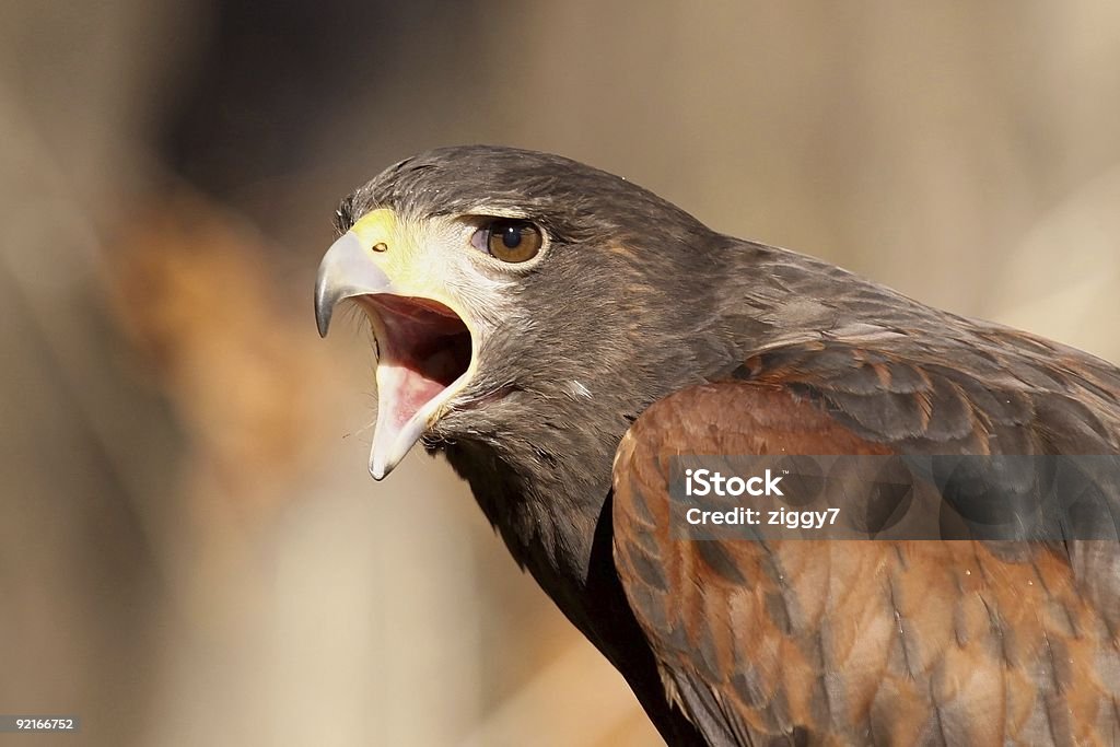 Злая Hawk - Стоковые фото Гнев роялти-фри